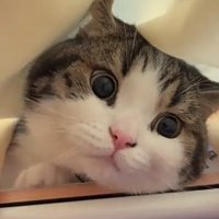 布をかぶっている猫の顔アップ