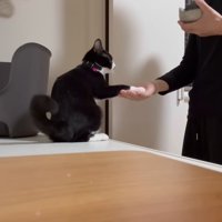お手をする猫