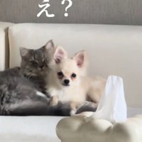 一緒にくつろぐ猫と犬