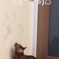 おもちゃで遊んでいる猫