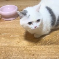 困った様子の猫