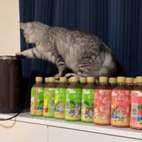 右手を一生懸命伸ばす猫