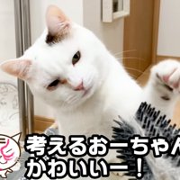 触る猫