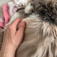 眠っている茶色の猫の体に手を添える男性