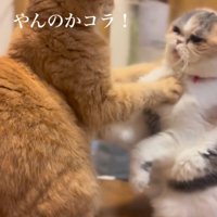 立ち上がってお互いを見つめる2頭の猫