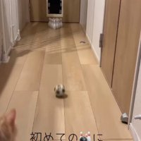 カメラの端に映り込む猫