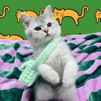 ショルダーバッグを肩に掛けて後ろ足で立つ子猫