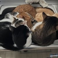 シンクにいる猫たち