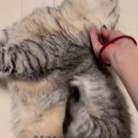 足をパタパタさせる猫