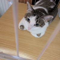 くつろぐ猫