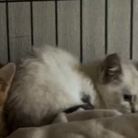 投稿者に背中を見せる白い子猫