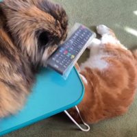 くつろぐ2匹の猫