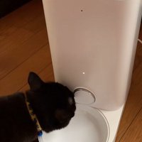 自動給餌器に顔を近づける猫
