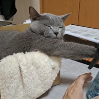 眠っている猫の写真2