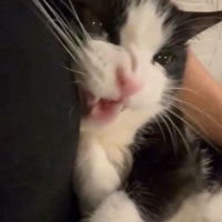 怒り顔の猫