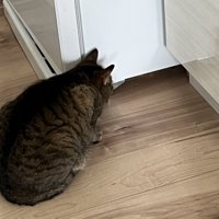 かがんでいる猫の体勢の様子