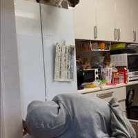 冷蔵庫の上に座っている猫とそれを見ている人