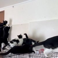 見上げる猫