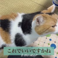 おやつの匂いを嗅ぐミケ