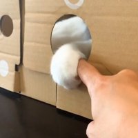猫が指をつかんでいる