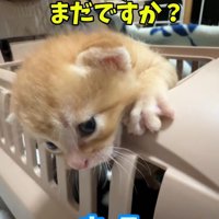 キャリーから顔を出す子猫