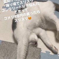 伸びをする猫