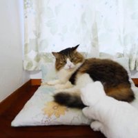 ジッと見つめる猫