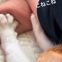 両前足でコネコネする猫3