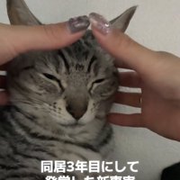 半目の猫のおでこに両手の親指を添えようとしている飼い主