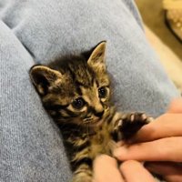 投稿主さんにお腹をくすぐられる子猫