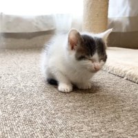 うとうとしている子猫