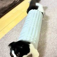 ローラーに飛び込む猫