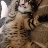 へそ天で寝ている子猫