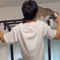 バーの上にいる猫に顔を近づける飼い主