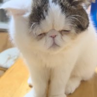 眠そうな猫