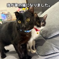 並んで立っている子猫たち