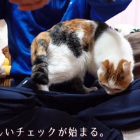 チェックする猫