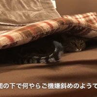 ソファの座布団の下に潜り込んでいる猫