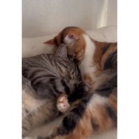 寄り添う猫たち
