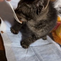 リラックスする子猫