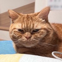 目を半分伏せてカメラを見る猫