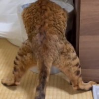二日酔いの人間みたいなポーズをする猫