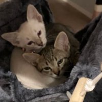 室内にいる猫たち