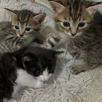 カーペットの上にいる3匹の子猫