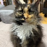 座る猫
