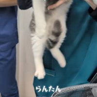 人に抱かれている子猫
