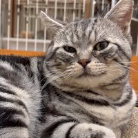 カメラ目線の猫