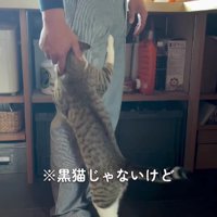 飼い主の脚にしがみつく猫
