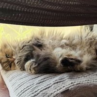 室内にいる猫
