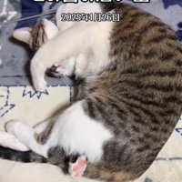 左前足で顔を隠して寝ている猫